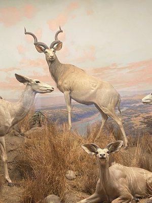 Natural History Museum Gift Shop