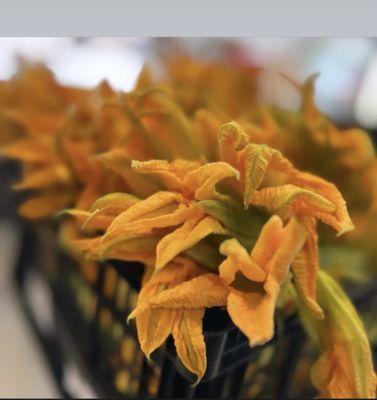 Fresh pumpkin flower (for quesadillas)