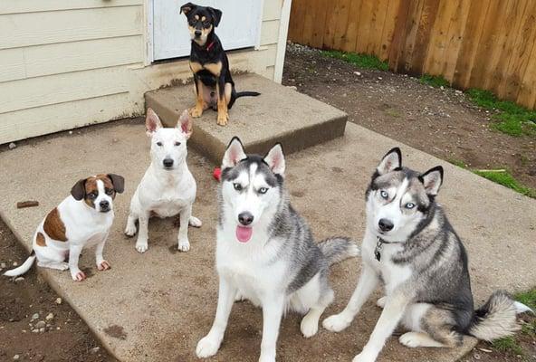 Brittney's Dog House