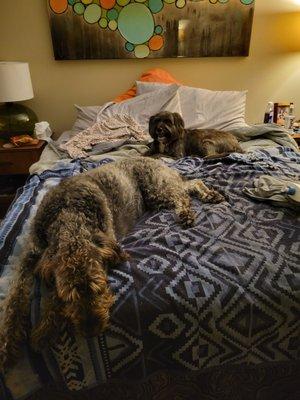 The dog in the back is my rescue from Tri county gia. She is amazing and I recommend everyone volunteered and adopt a dog here