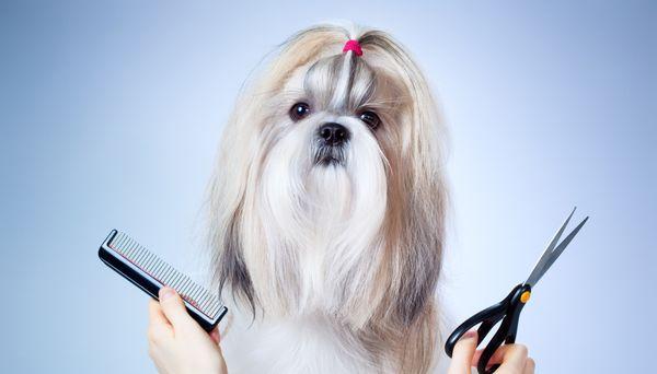 Monkey Jumpers Dog Grooming in Surprise Arizona