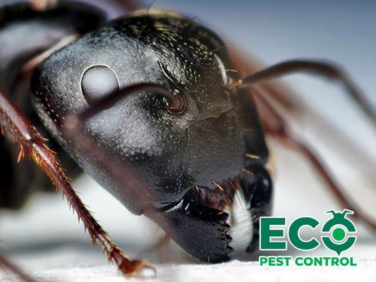 Eco Pest Control, MI