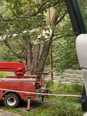 Bryants tree service