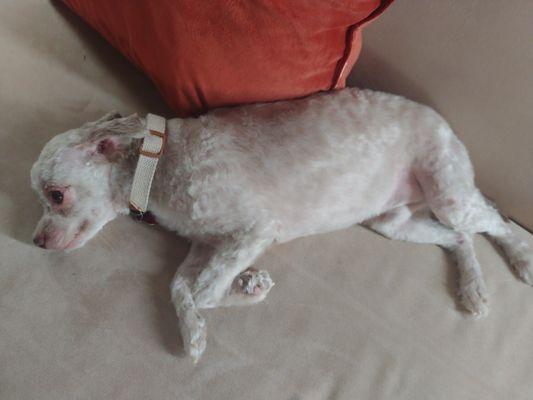 Anthony's Dog Grooming