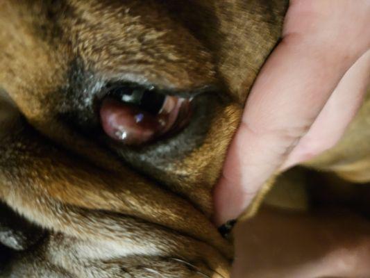 Eastview Veterinary Clinic