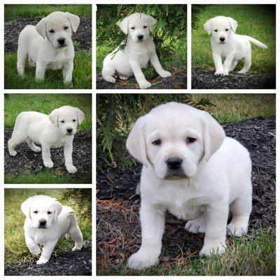 Crystal Acres Labrador Retrievers