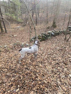 Patrick Tillman (Gun dog)