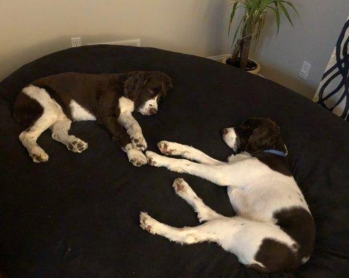 Trails and Tails Pet Sitting