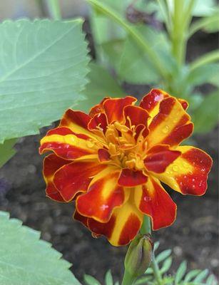 Chapman's Greenhouse