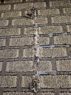 Torn carpet where they had to go under to follow the roaches