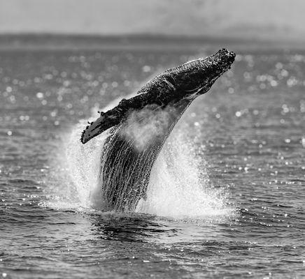 Humpback Breach