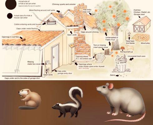 Morales Roden control