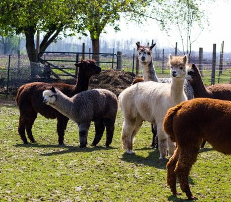 A Stroka Gene-Us Alpacas