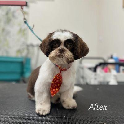 The after, our sweet boy