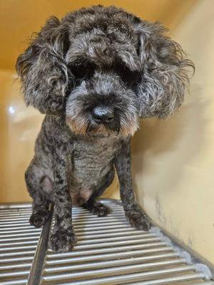 Paws and Claws Pet Grooming