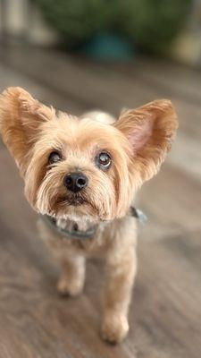 Ellie after grooming