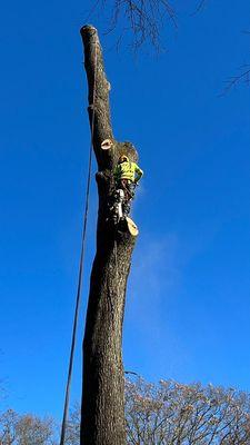 tree removal