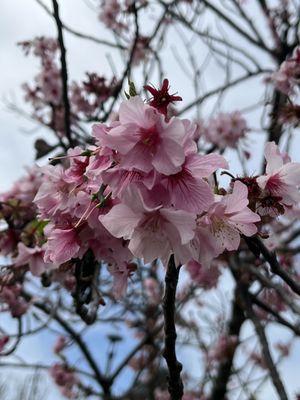 Torrance Cherry Blossom Festival