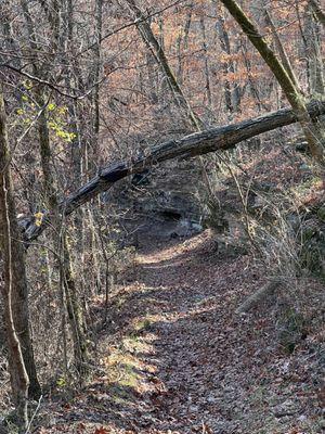 Northeast side of Fire Tower Trail