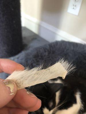 look how much hair this ripped off of him