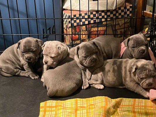 Cloud 9 Mobile Ultrasound