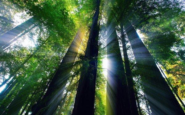 redwood forest