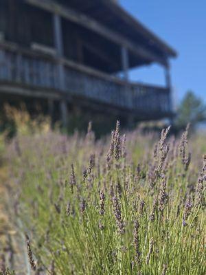 Pollywog Station Lavender Farm