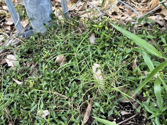 Plant Health Care Systems of South Florida