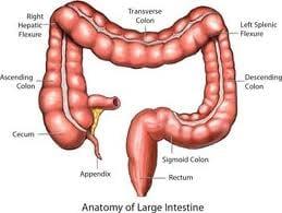 Colon Hydrotherapy: This procedure is designed to remove toxin, bacteria, old and new stools from the large intestine.