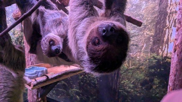 Mommy and baby sloth