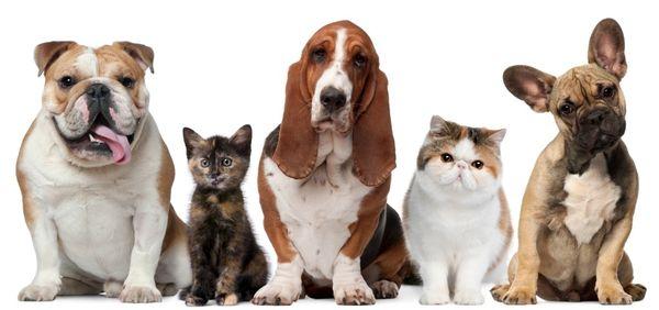 Kelsey’s Super Pet Sitters