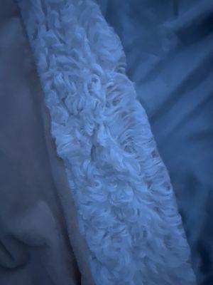 All the fur is natted together for some reason