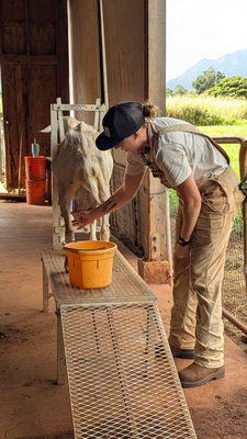 Showing us how to milk the goat before we had the chance to do it