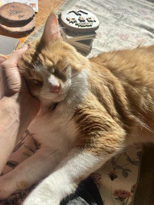 Interstate Animal Clinic