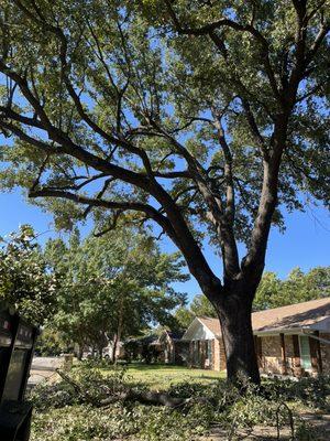 Victor’s Quality Tree Care