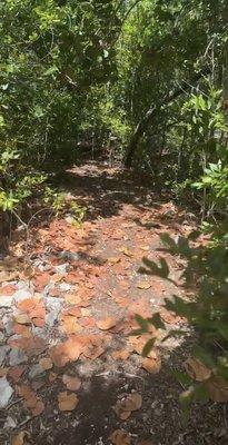 Green Turtle Hammock Nature Preserve