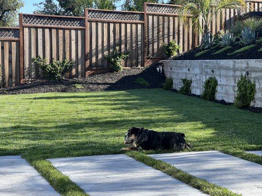 My dog has a better life because of Brothers