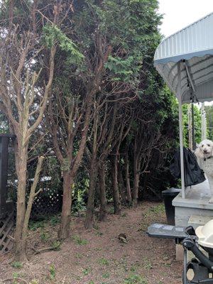 Conklin's Tree Service