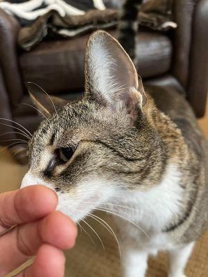 Rain Or Shine Pet Care