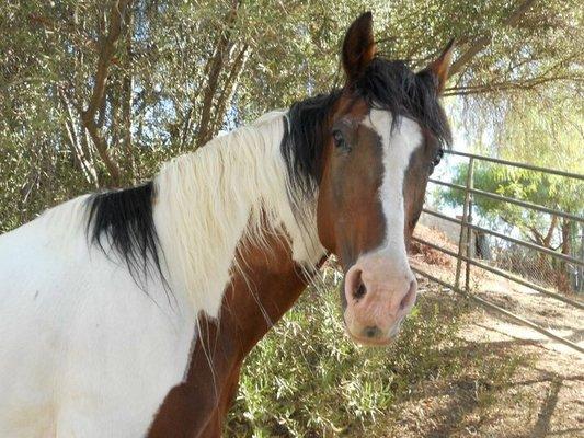 Equine Health Management