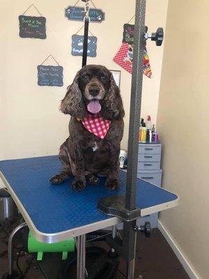 Laurel Hill Veterinary Service