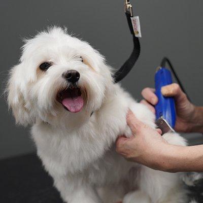 Pet Supplies Plus Gastonia