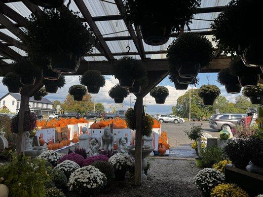 Some of the very large pumpkins! And some garden statues.