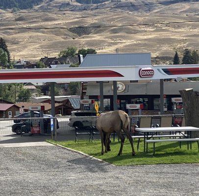 Elk near office