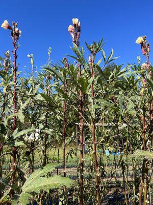 The Good Ground Farm