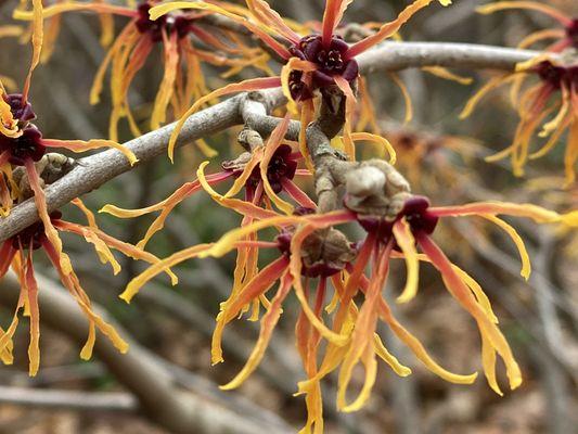 Galanthus Garden Design
