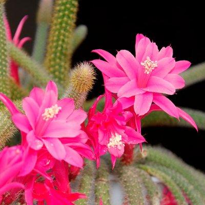 Happy Hill Antiques, Collectibles-N-Plants