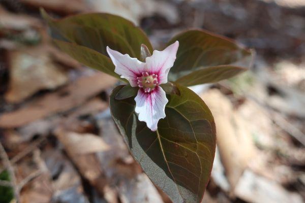 Painted Trillium along the trail.
