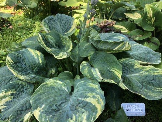 Franc's Fight Night hosta
