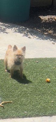 Diva guarding her cupcake, so her brother couldn't take it